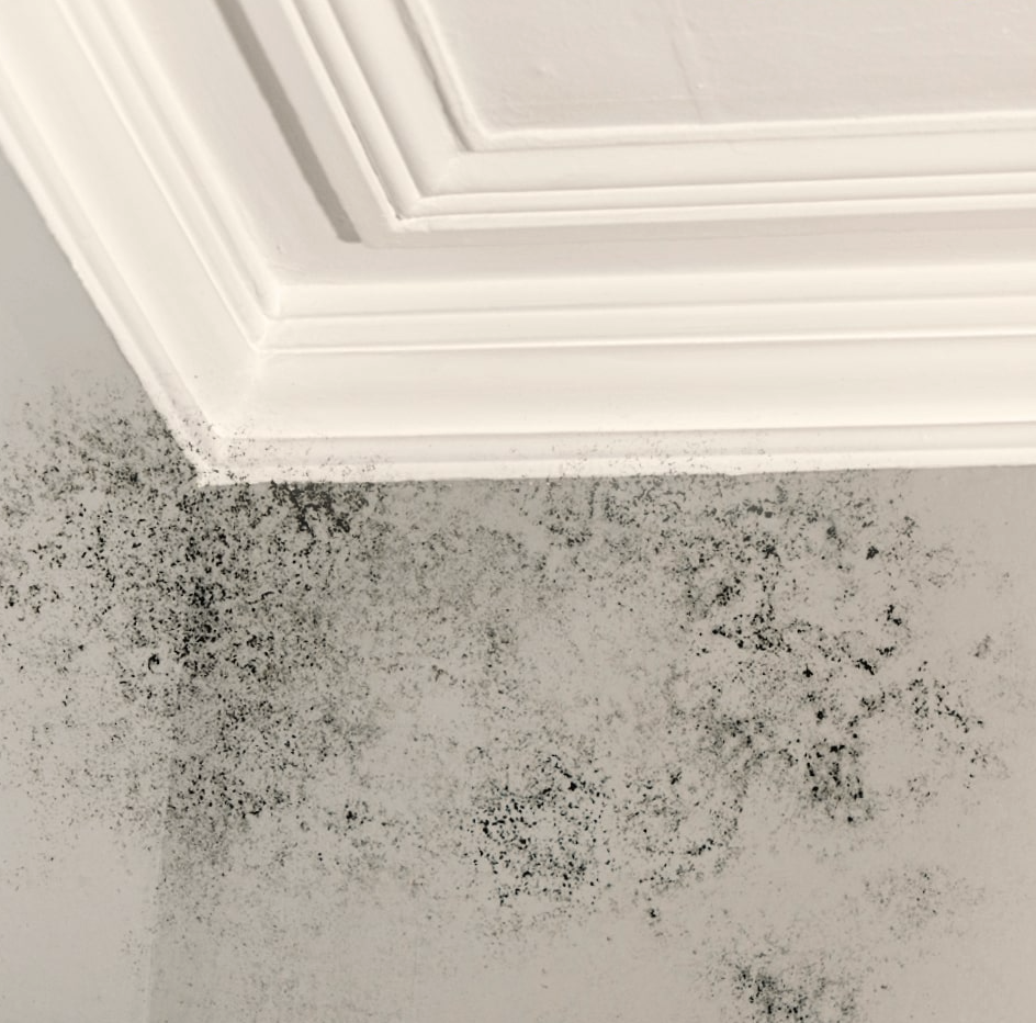 Property with mold damage before COR treatment